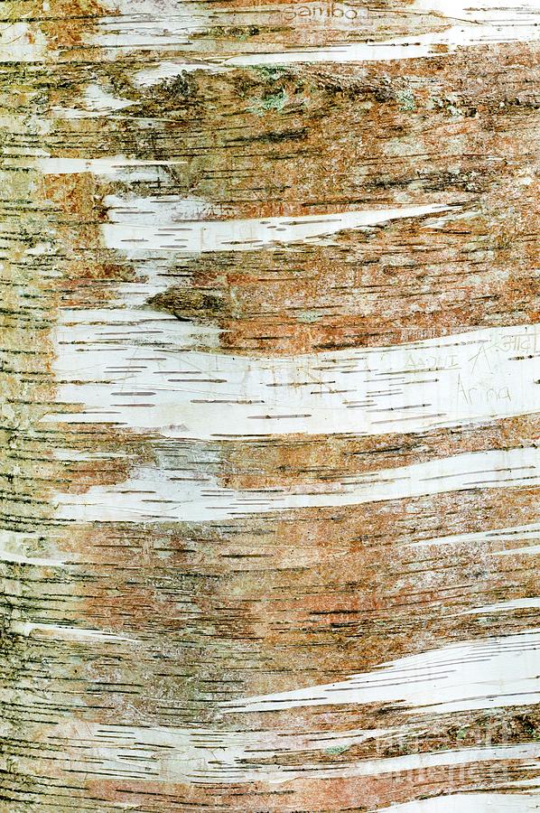 Paper Birch Photograph - Bark Of Paper Birch by Dr Jeremy Burgess/science Photo Library