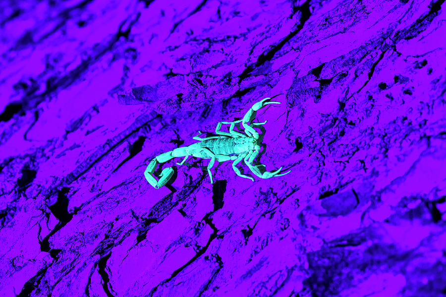 Arachnid Photograph - Bark Scorpion (centruroides Vittatus by Larry Ditto