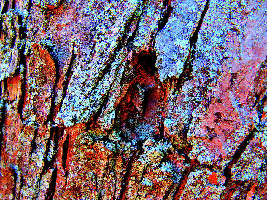 Bark Two Photograph by Linda Stern