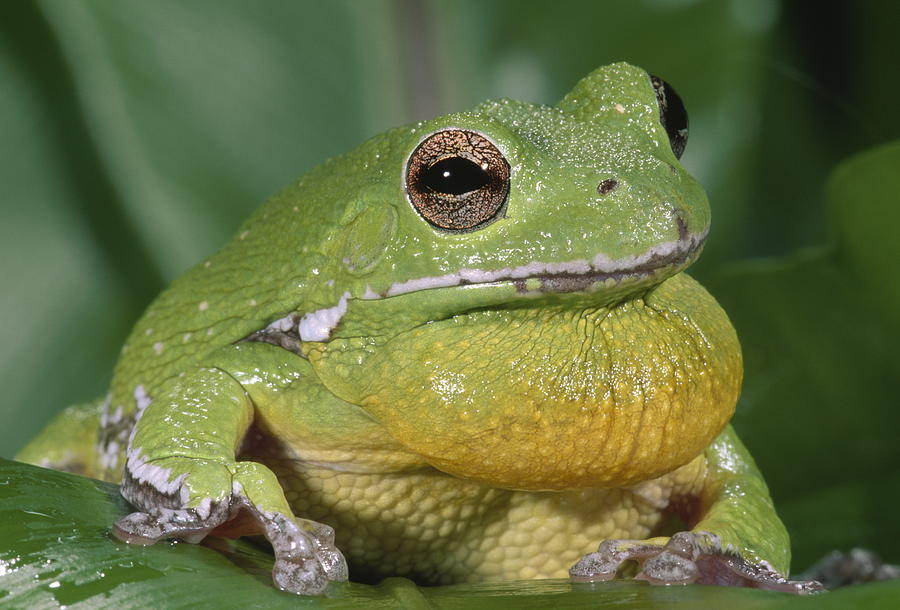 Barking Tree Frog Photograph by Nhpa