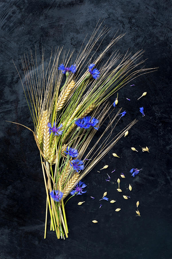 Barley And Cornflowers Arranged On Dark Surface Photograph by Sabine Lscher