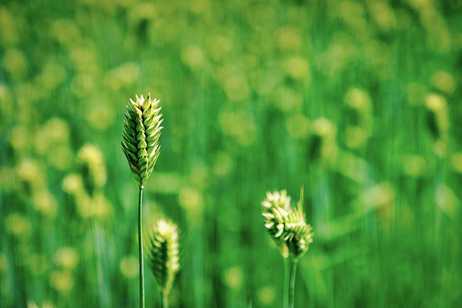 Barley at the National Arboretum - Washington Photograph by Stuart Litoff