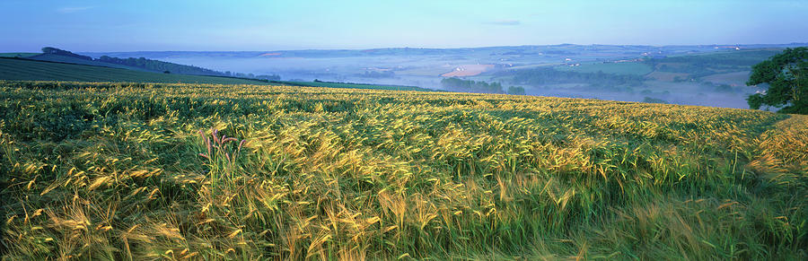 Barley Field, Devon, Uk Photograph by Peter Adams