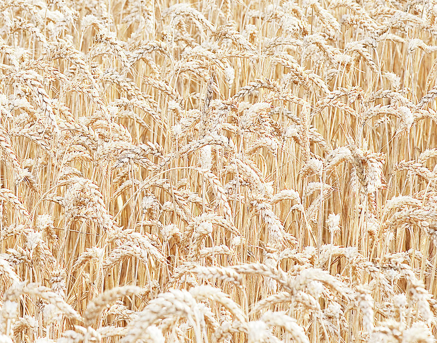 Barley Photograph by Gail Shotlander