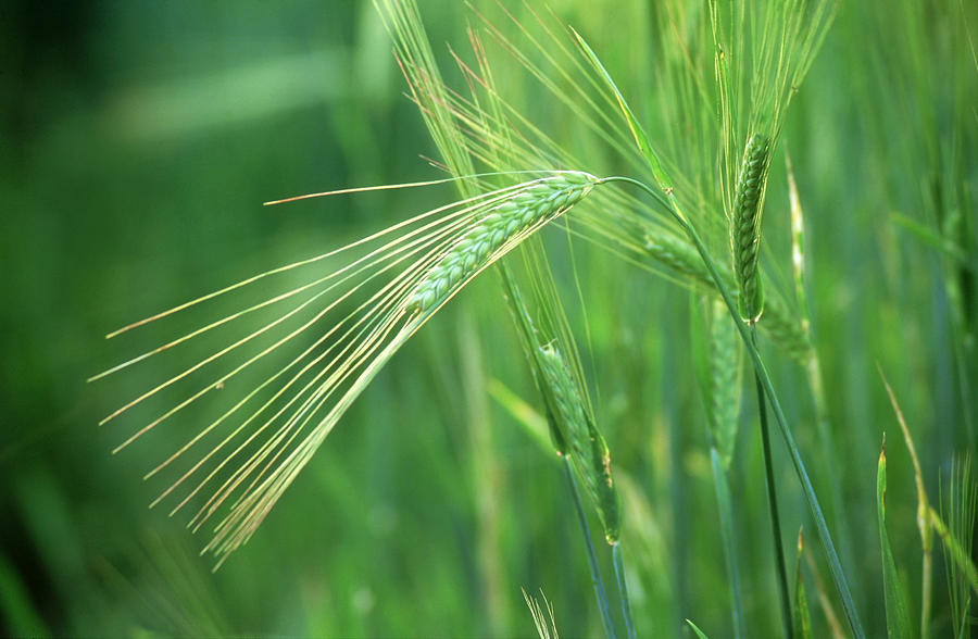 Barley, Hordeum Vulgare, In Summer by Iain Sarjeant