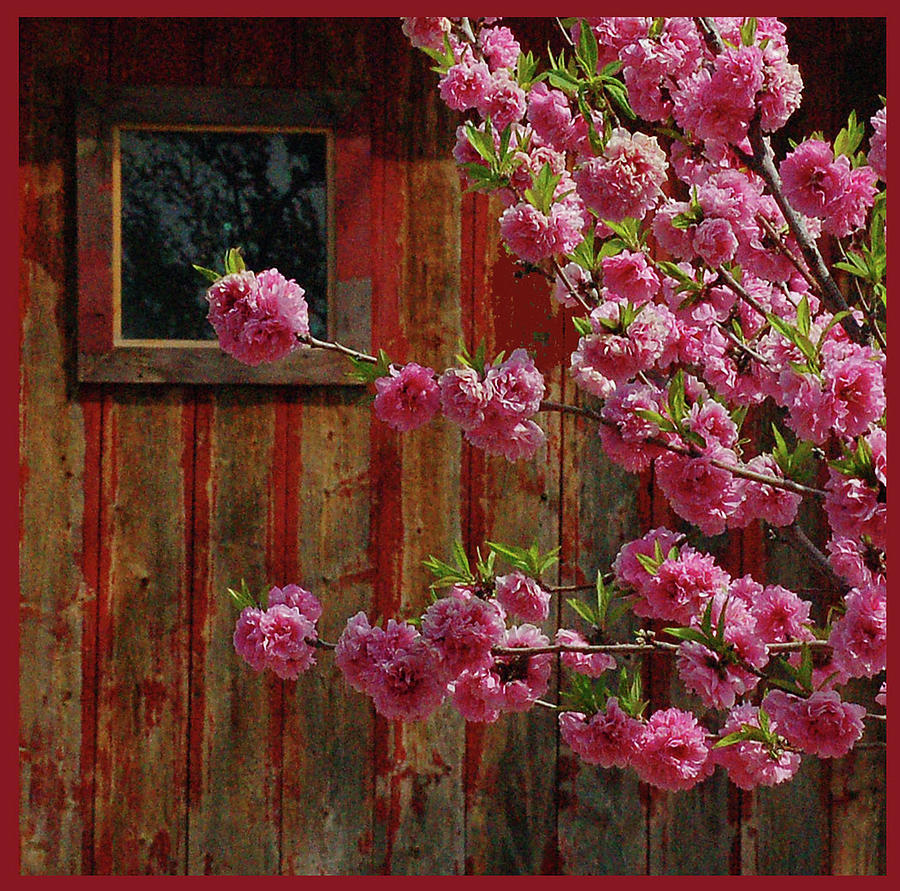 Barn And Blossoms Photograph by Deanna L Nichols