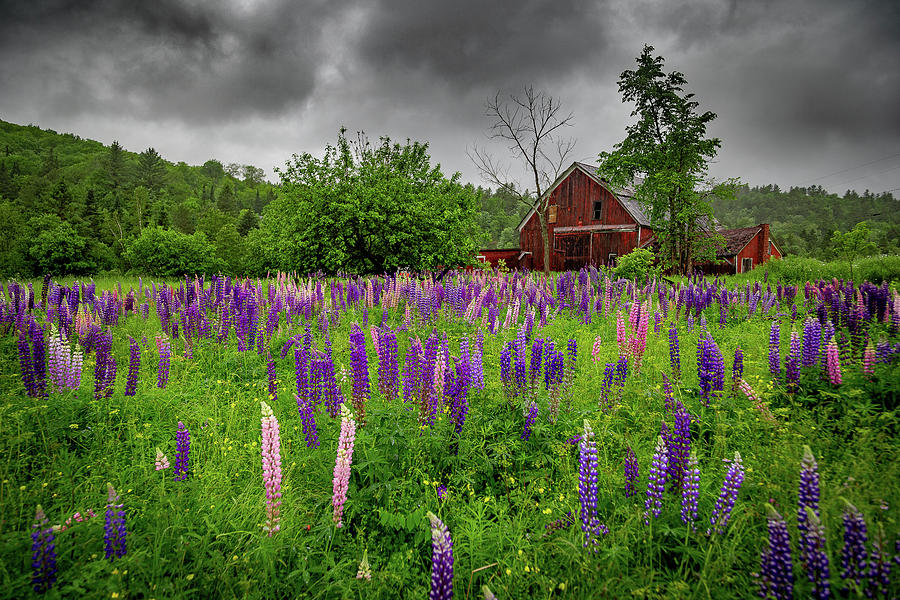 Barn and Lupines in the Rain Photograph by Tim Kirchoff