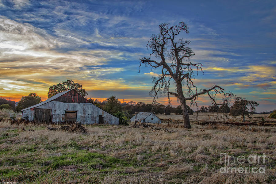 Barn  And Oak Tree  Photograph by Mitch Shindelbower