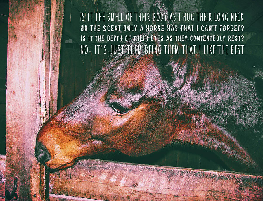 BARN BAY quote Photograph by Dressage Design