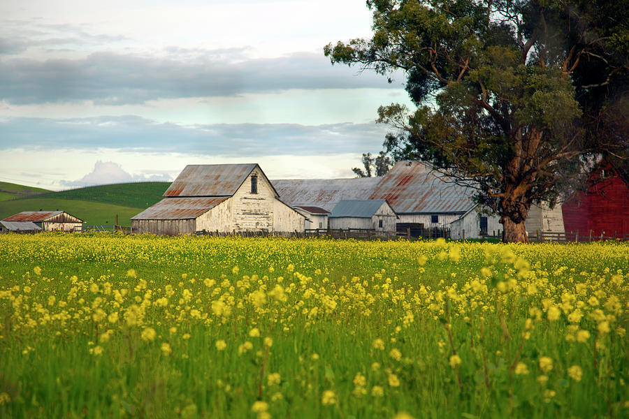 Barn Behind Springtime Mustard Plants Photograph By Michael Riley