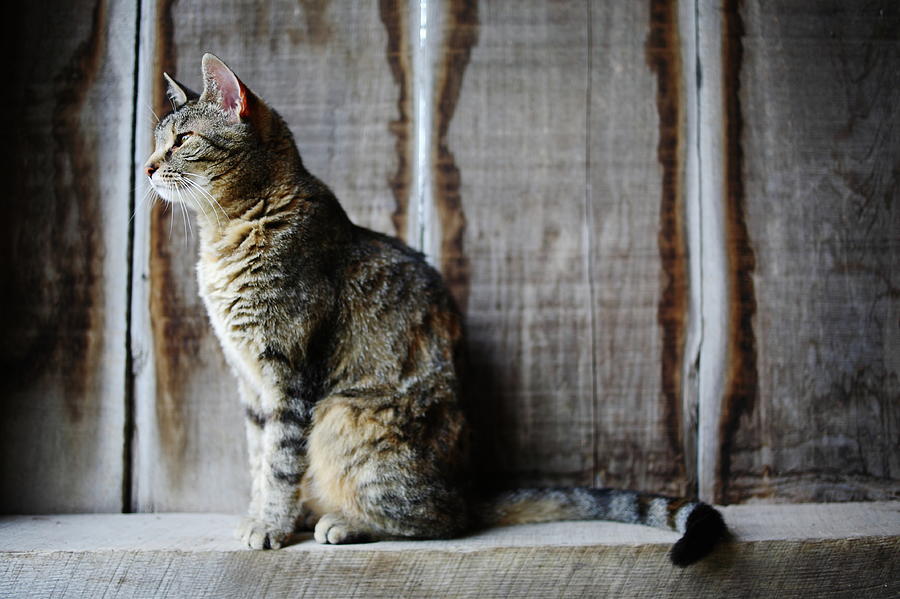 Barn Cat Photograph by Jimss