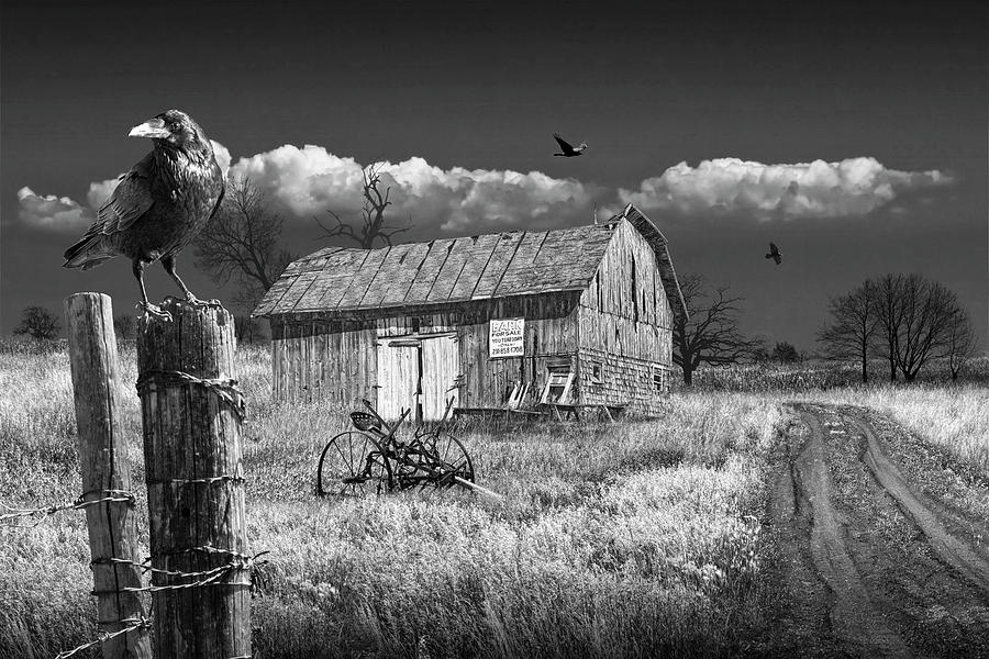 Barn for Sale with Black Crows in Black and White Photograph by Randall Nyhof