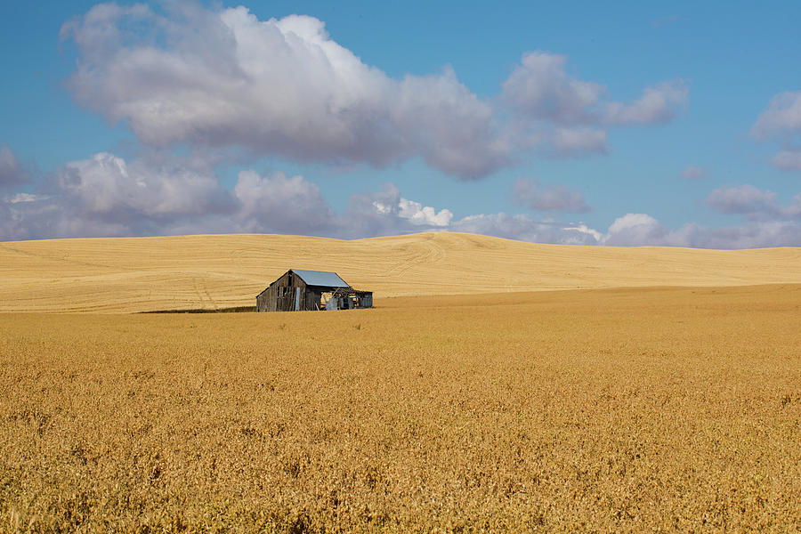 Barn In A Field, Moscow, Idaho, Usa Photograph by Panoramic Images ...