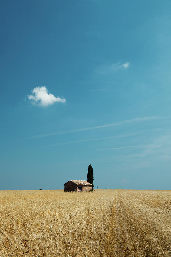 Barn In Crop Field Photograph by Matteo Colombo