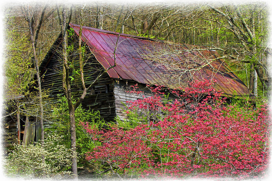 Barn in Dogwoods Photograph by Debra and Dave Vanderlaan