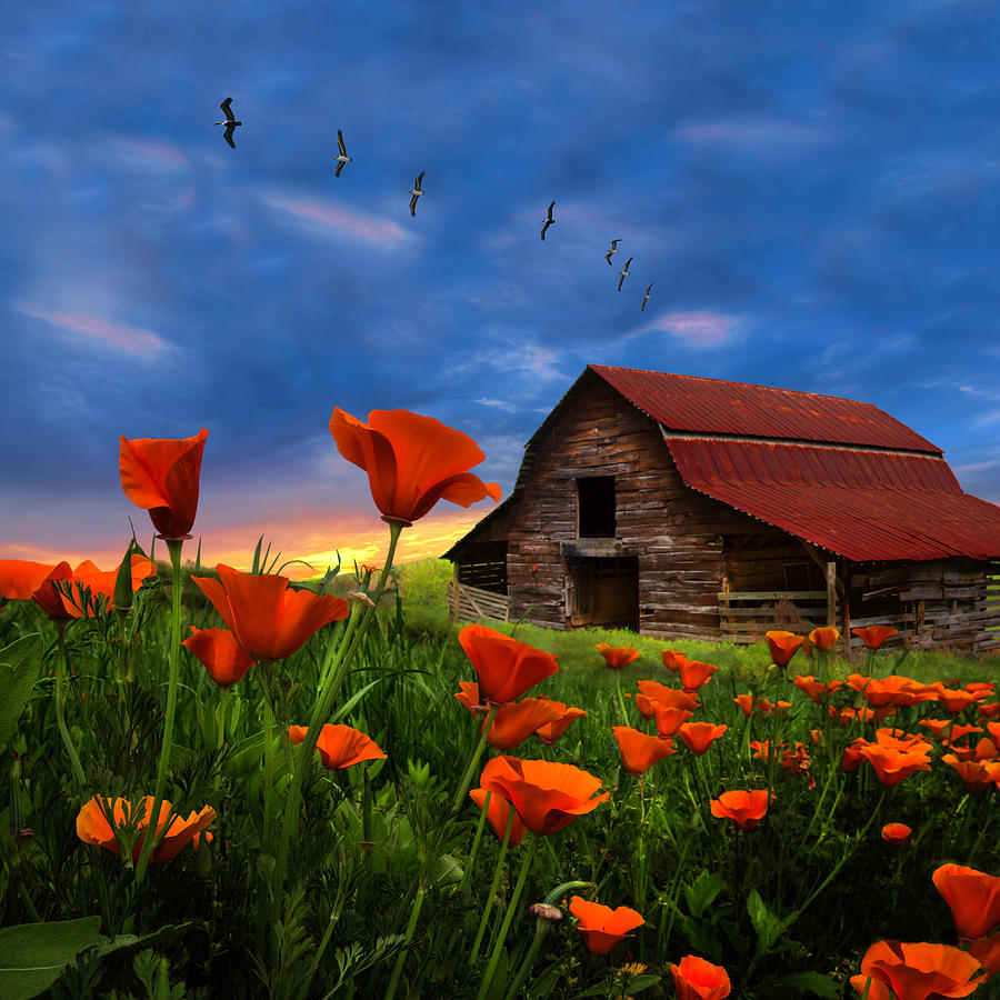 Barn in Poppies in Square Photograph by Debra and Dave Vanderlaan