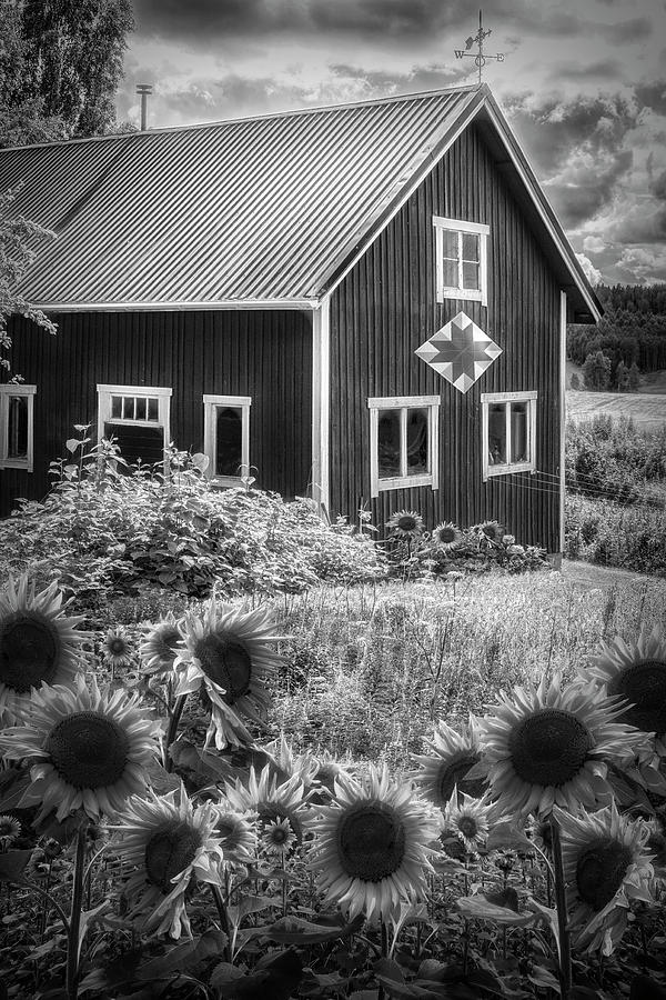 Barn in Summer Sunflowers Black and White Photograph by Debra and Dave Vanderlaan