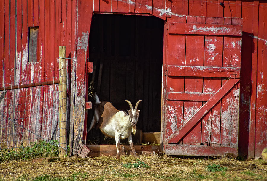 Barn Life Photograph by Michelle Wittensoldner