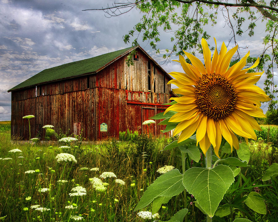 Barn Meadow Flowers III Photograph by Debra and Dave Vanderlaan