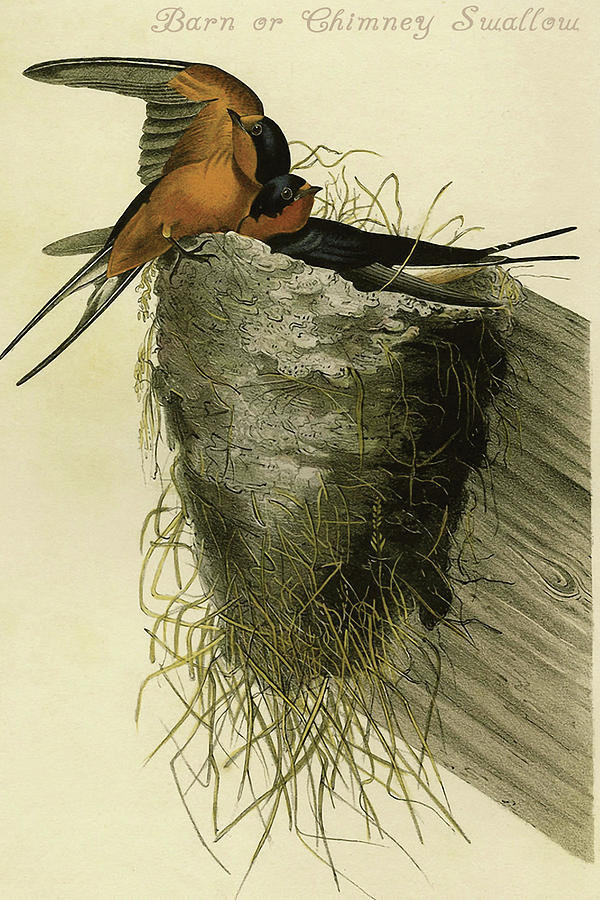 Barn or Chimney Swallow Painting by John James  Audubon
