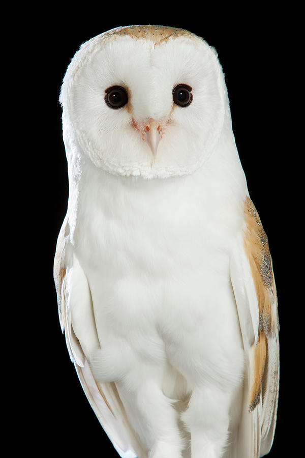 Barn Owl 01 Photograph By David Toase