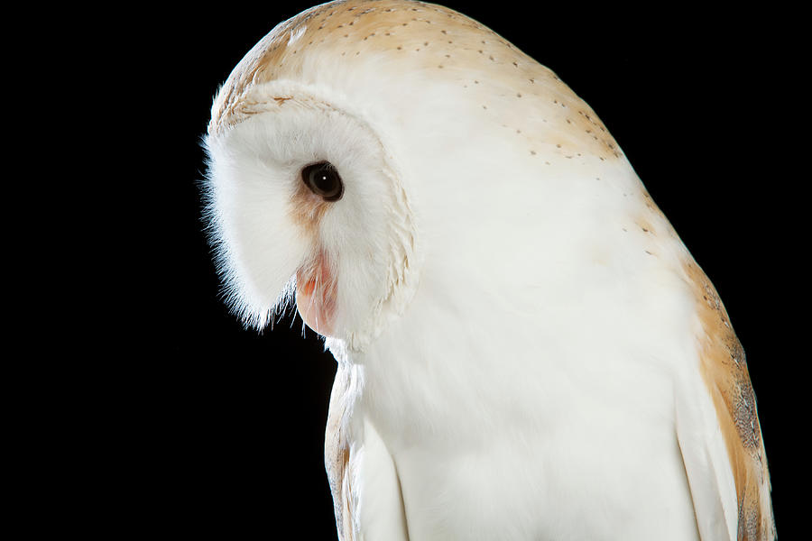 Barn Owl 03 Photograph By David Toase