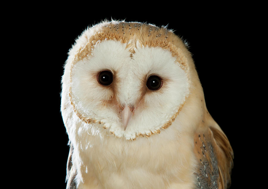 Barn Owl 04 Photograph By David Toase