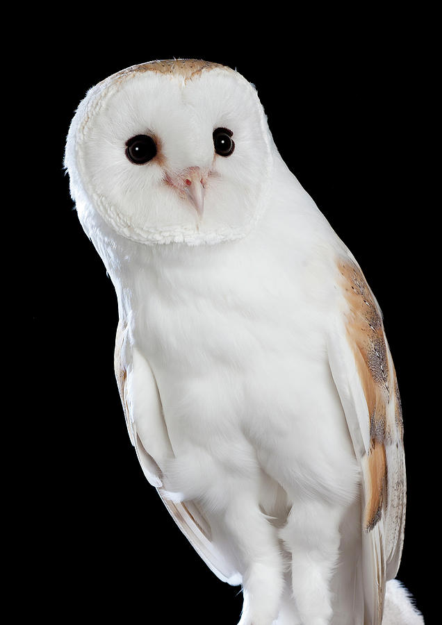 Barn Owl 05 Photograph By David Toase