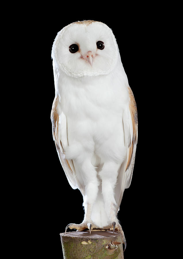 Barn Owl 06 Photograph By David Toase