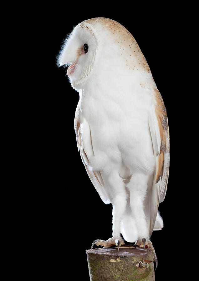 Barn Owl 07 Photograph By David Toase