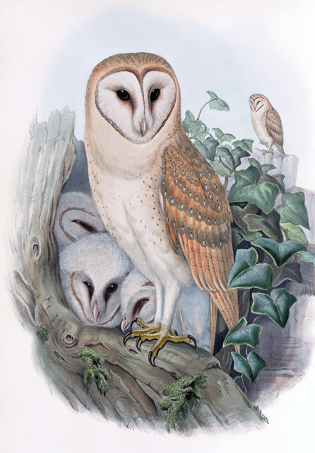 Barn Owl, 1873 Drawing by John Gould