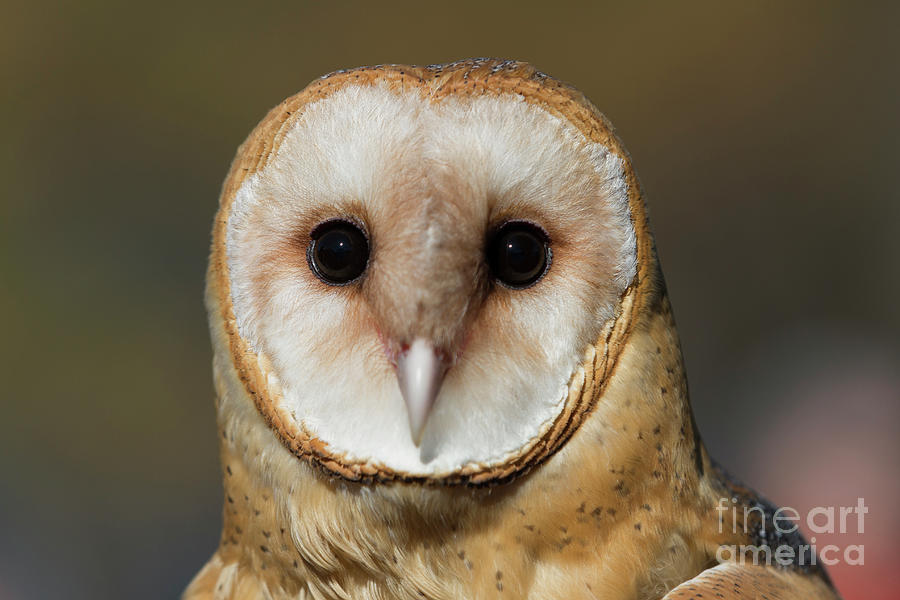 Barn Owl 3 Photograph by Chris Scroggins