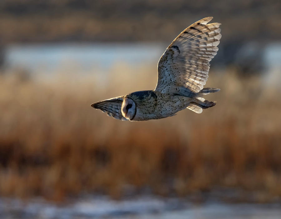Owl Photograph - Barn Owl 3 by Rick Mosher