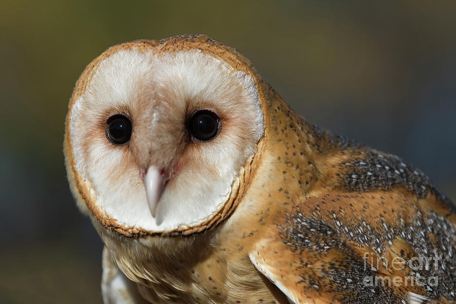 Barn Owl 4 Photograph by Chris Scroggins