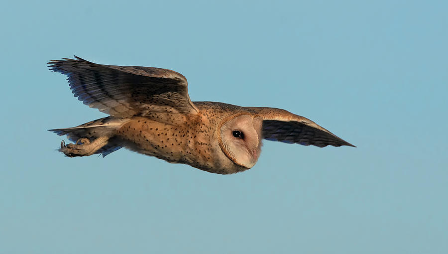 Owl Photograph - Barn Owl 5 by Rick Mosher