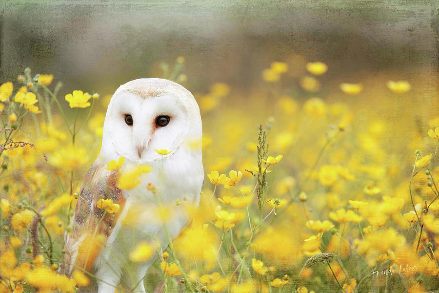 Flower Mixed Media - Barn Owl by Amanda Jane