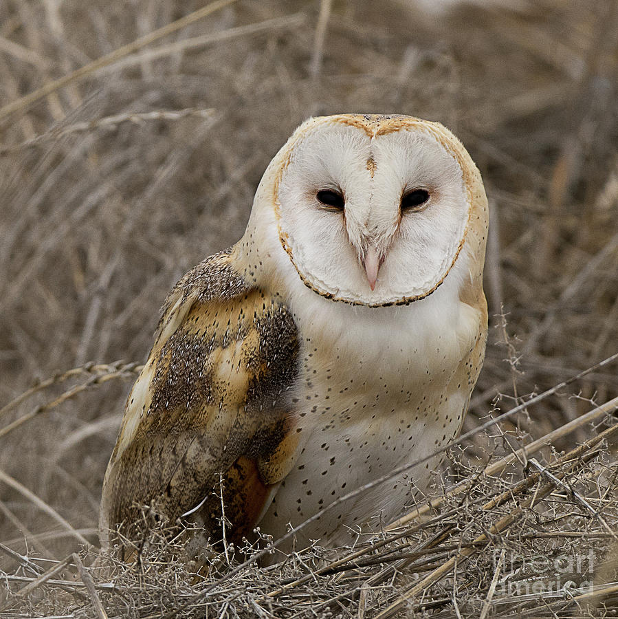Barn Owl at Rest Photograph by Dennis Hammer