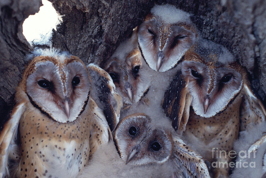 Barn Owl Chicks Photograph by Science Photo Library Barn Owl Chicks Photograph by Science Photo Library