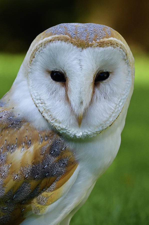 Barn Owl by Darren Weeks Barn Owl by Darren Weeks
