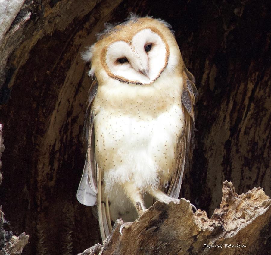 Barn Owl Photograph by Denise Benson