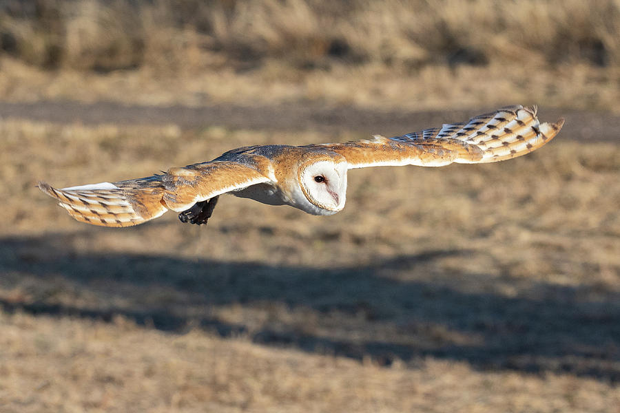 Barn Owl Flies Low and Fast Photograph by Tony Hake