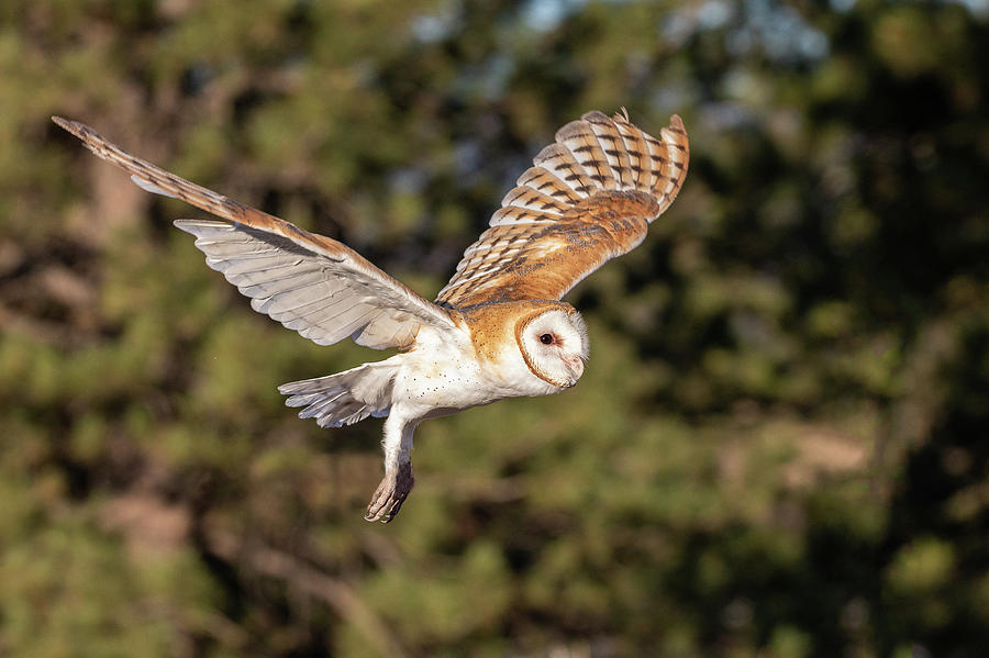 Barn Owl Flies Wings High Photograph by Tony Hake