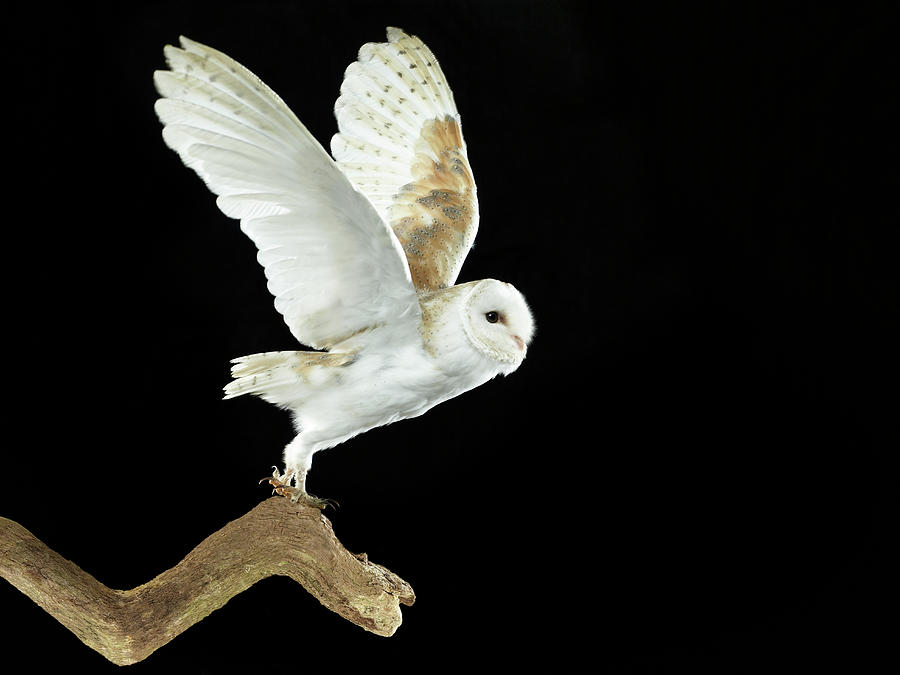 Barn Owl Flying Away Photograph by Michael Blann Barn Owl Flying Away Photograph by Michael Blann