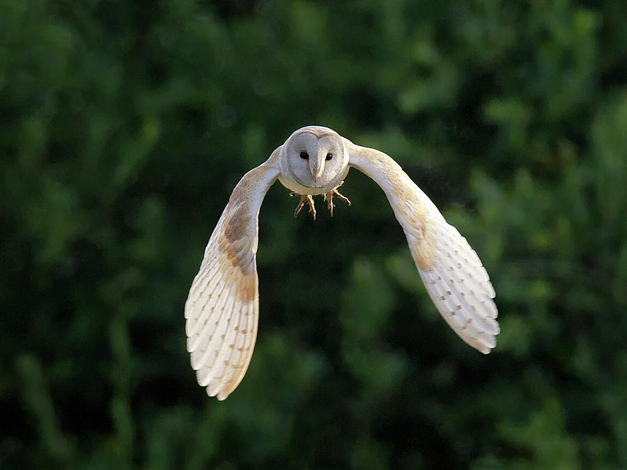 Barn Owl Flying Photograph by Tony Mclean