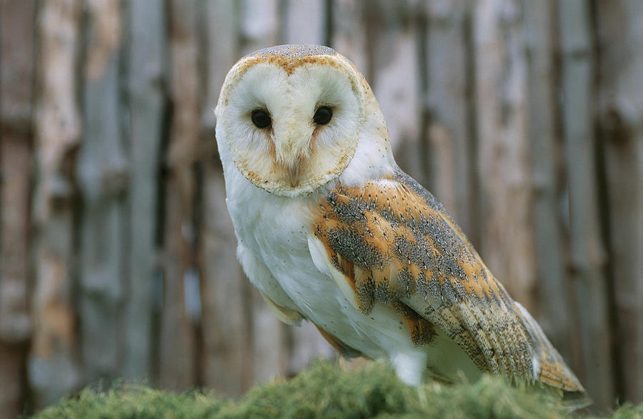 Barn Owl Photograph by Frans Lemmens
