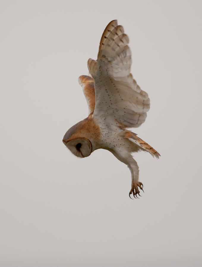 Barn Owl Goes In For Kill Photograph by © Paul Blackley