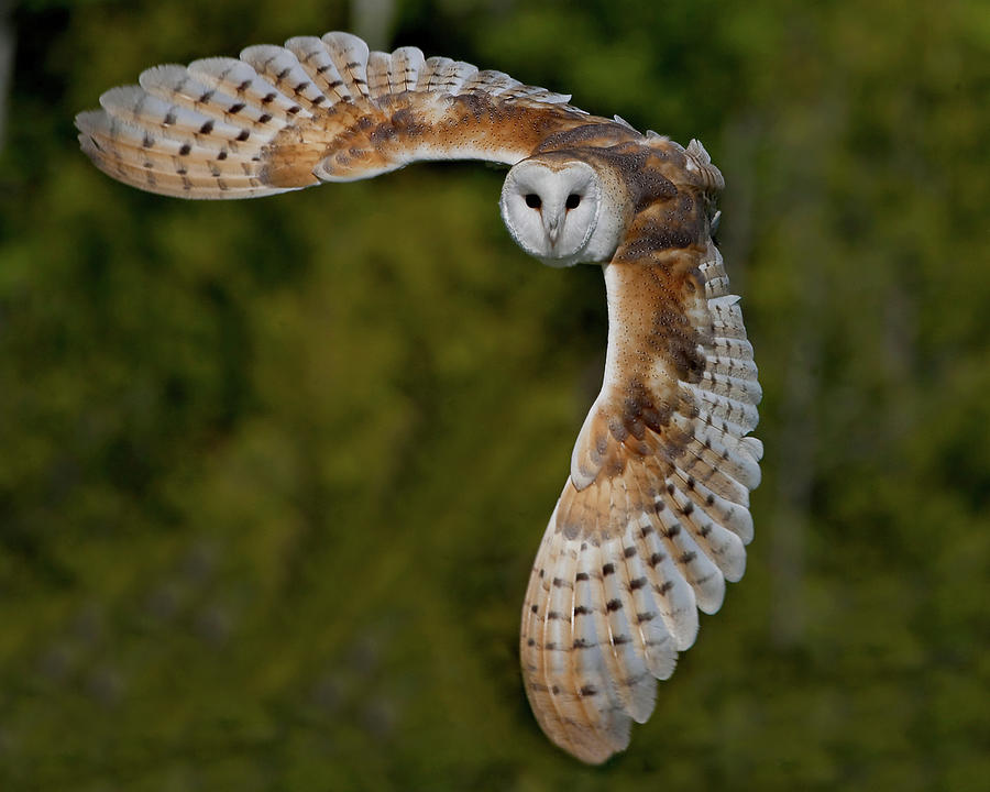 Barn Owl Photograph by Gord Sawyer