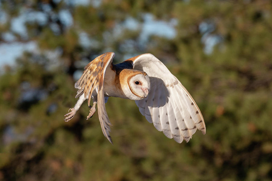 Barn Owl Grabs the Air Photograph by Tony Hake