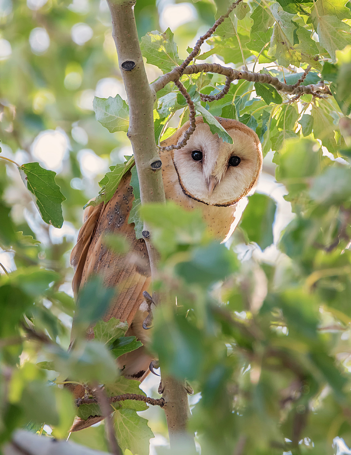 Barn Owl Hiding Photograph by Loree Johnson