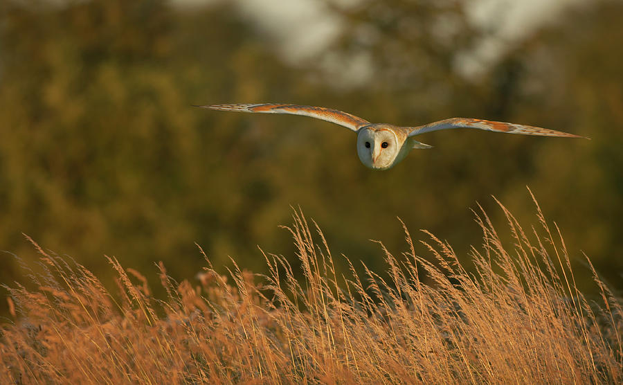 Barn Owl Hunting  Tyto Alba  Wiltshire Photograph by Nhpa